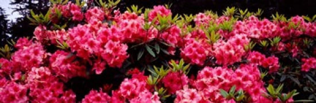 Rhododendrons plants in a garden Shore Acres State Park Coos Bay Oregon USA Canvas Art - Panoramic Images (18 x 6)