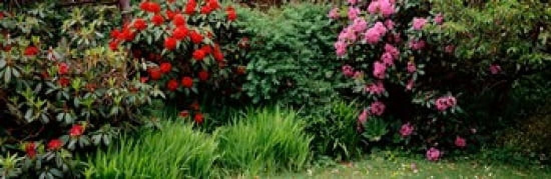 Rhododendrons plants in a garden Shore Acres State Park Coos Bay Oregon USA Canvas Art - Panoramic Images (18 x 6)