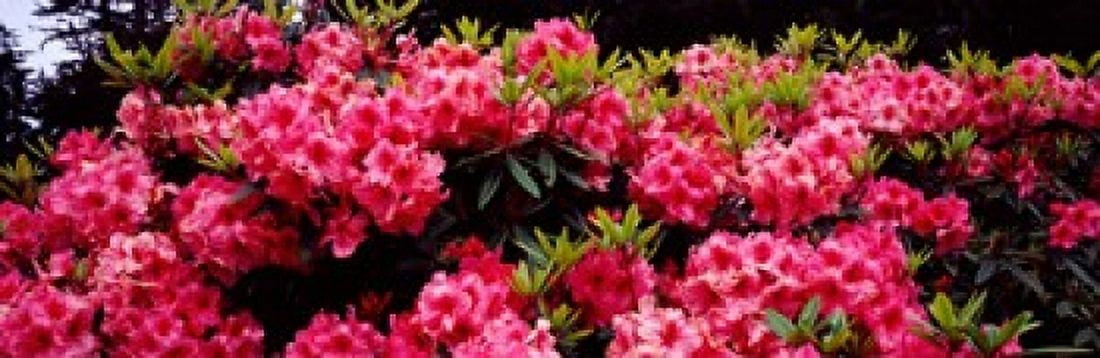 Rhododendrons plants in a garden Shore Acres State Park Coos Bay Oregon USA Canvas Art - Panoramic Images (36 x 12)