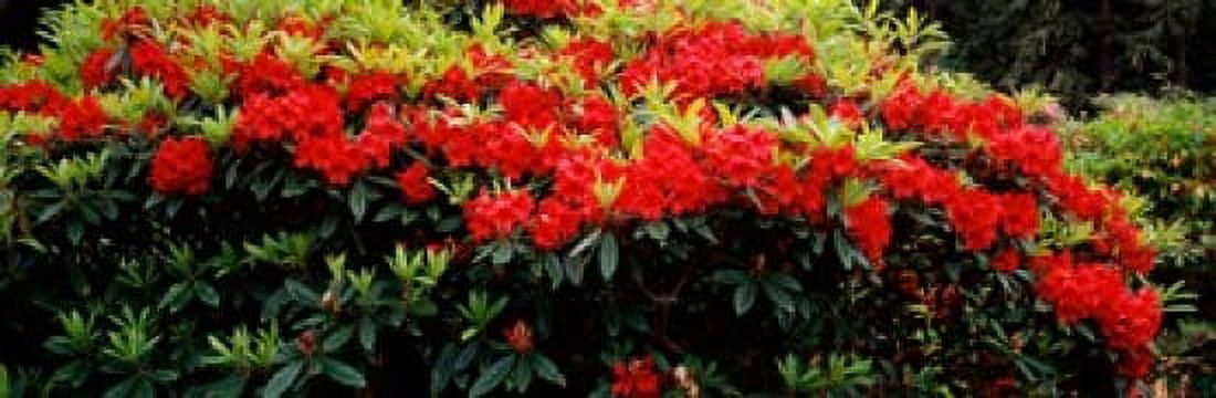 Rhododendrons plants in a garden Shore Acres State Park Coos Bay Oregon USA Canvas Art - Panoramic Images (36 x 12)