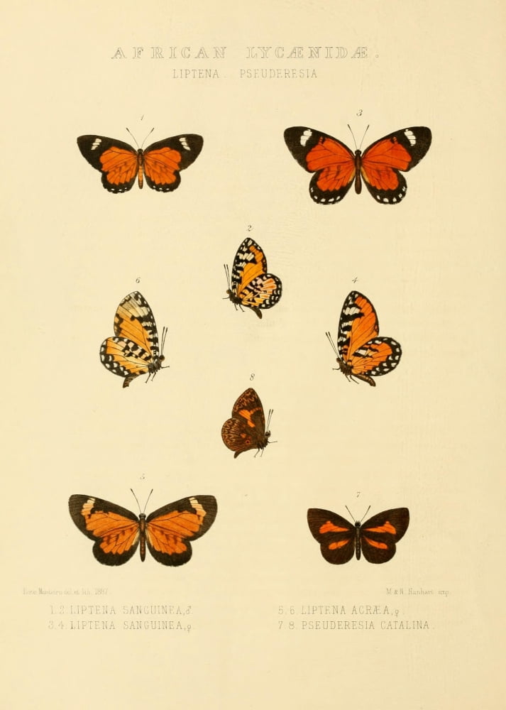 Rhopalocera Exotica 1887 African Lycaenidae 1 Canvas Art - Rose Monteiro (24 x 36)
