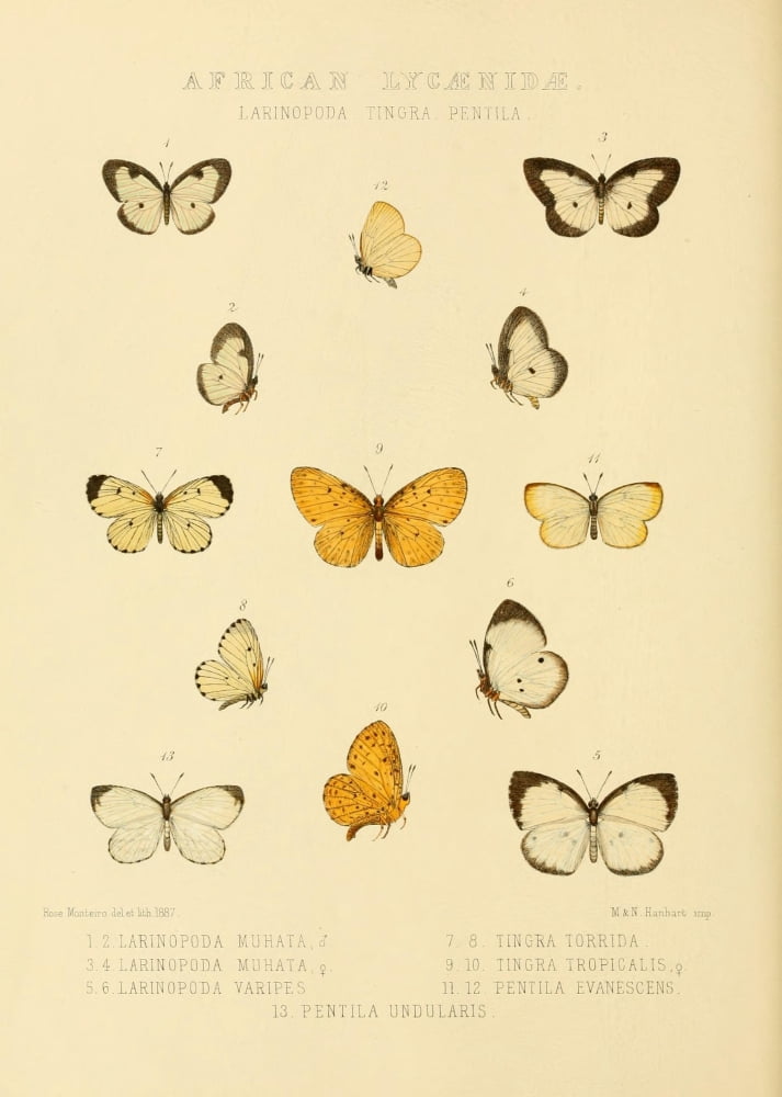 Rhopalocera Exotica 1887 African Lycaenidae 2 Canvas Art - Rose Monteiro (18 x 24)