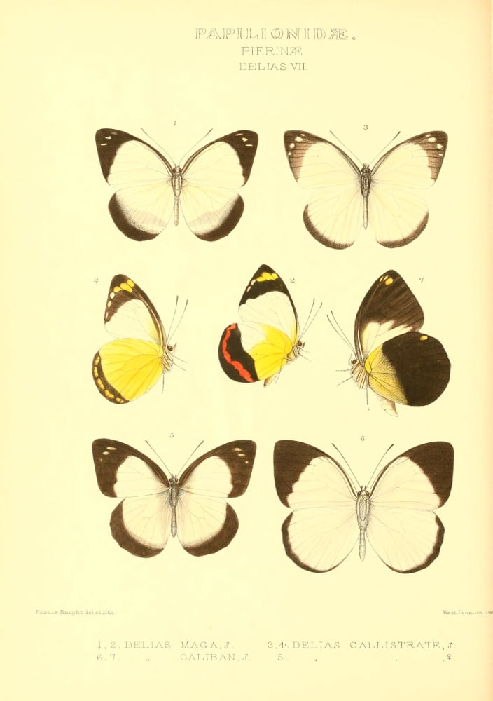 Rhopalocera Exotica 1887 Delias 1 Canvas Art - Horace Knight (24 x 36)