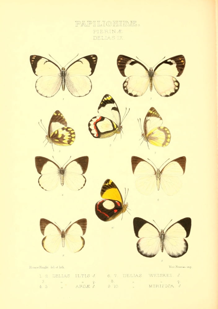 Rhopalocera Exotica 1887 Delias 2 Canvas Art - Horace Knight (24 x 36)