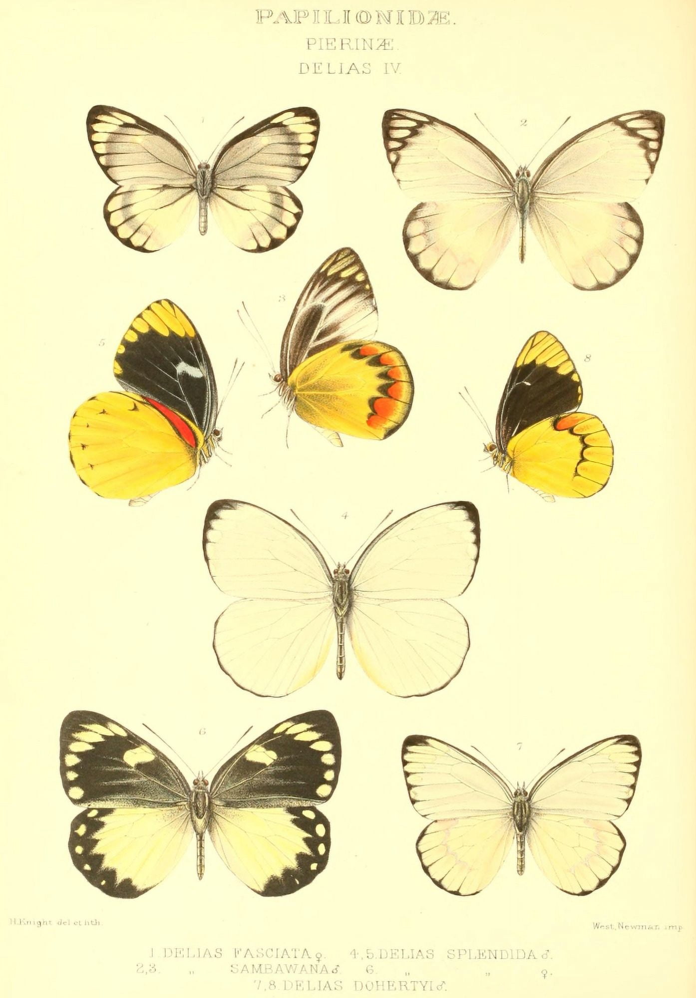 Rhopalocera Exotica 1887 Delias 4 Canvas Art - Horace Knight (24 x 36)