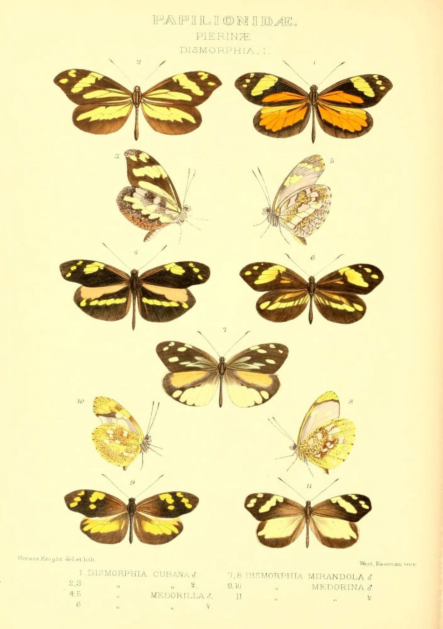 Rhopalocera Exotica 1887 Dismorphia 1 Canvas Art - Horace Knight (24 x 36)