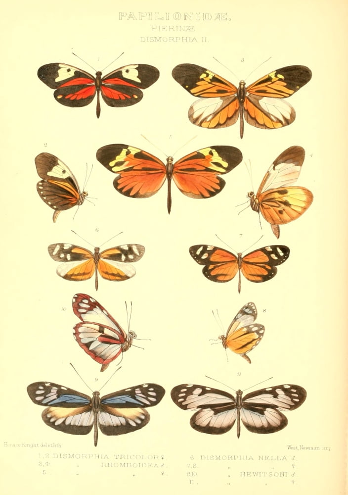 Rhopalocera Exotica 1887 Dismorphia 2 Canvas Art - Horace Knight (24 x 36)