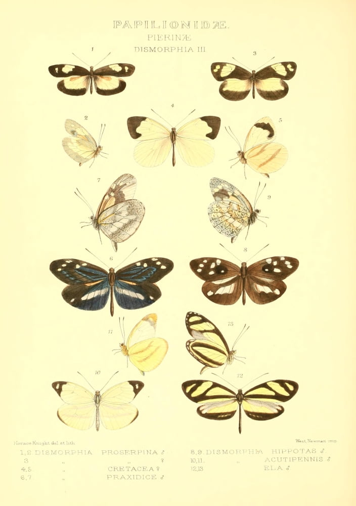 Rhopalocera Exotica 1887 Dismorphia 3 Canvas Art - Horace Knight (24 x 36)