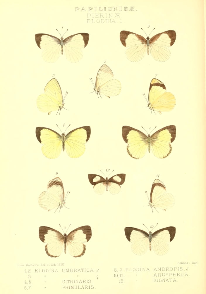 Rhopalocera Exotica 1887 Elodina Canvas Art - Rose Monteiro (18 x 24)