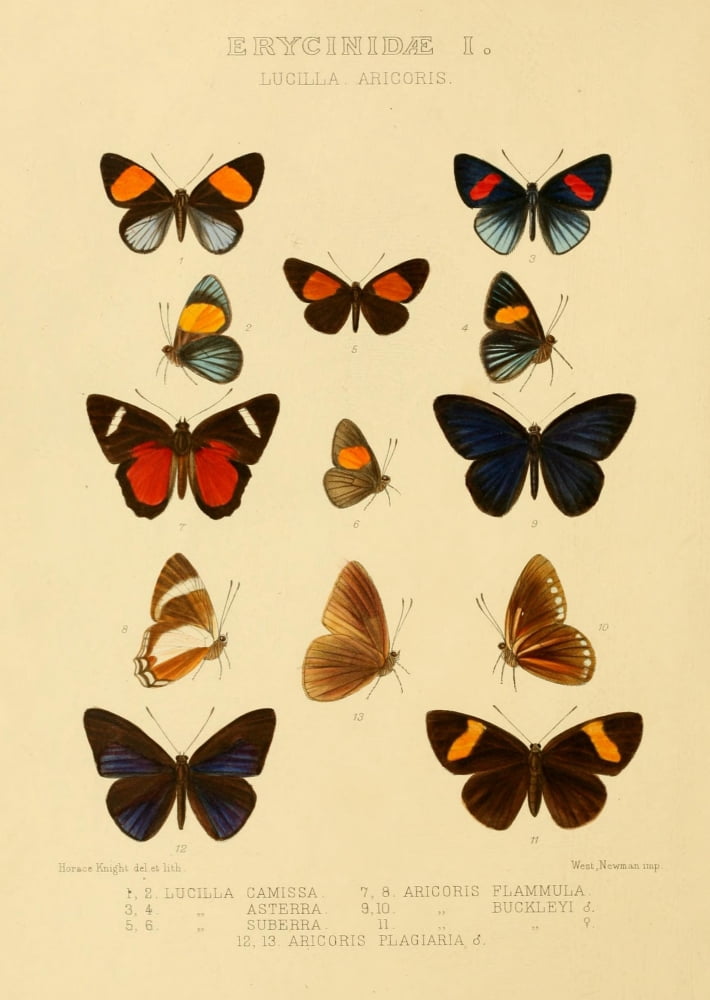 Rhopalocera Exotica 1887 Erycinidae 1 Canvas Art - Horace Knight (18 x 24)