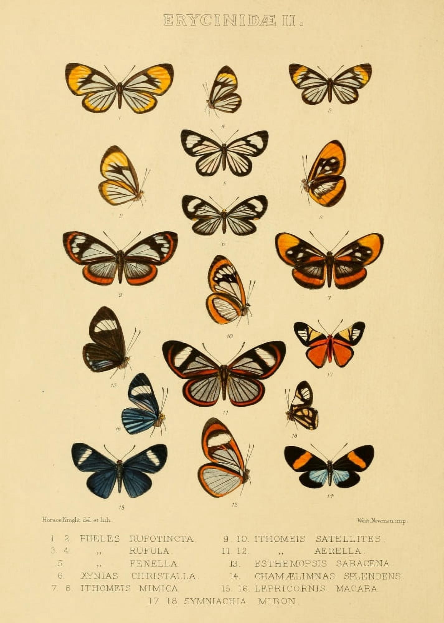 Rhopalocera Exotica 1887 Erycinidae 2 Canvas Art - Horace Knight (24 x 36)