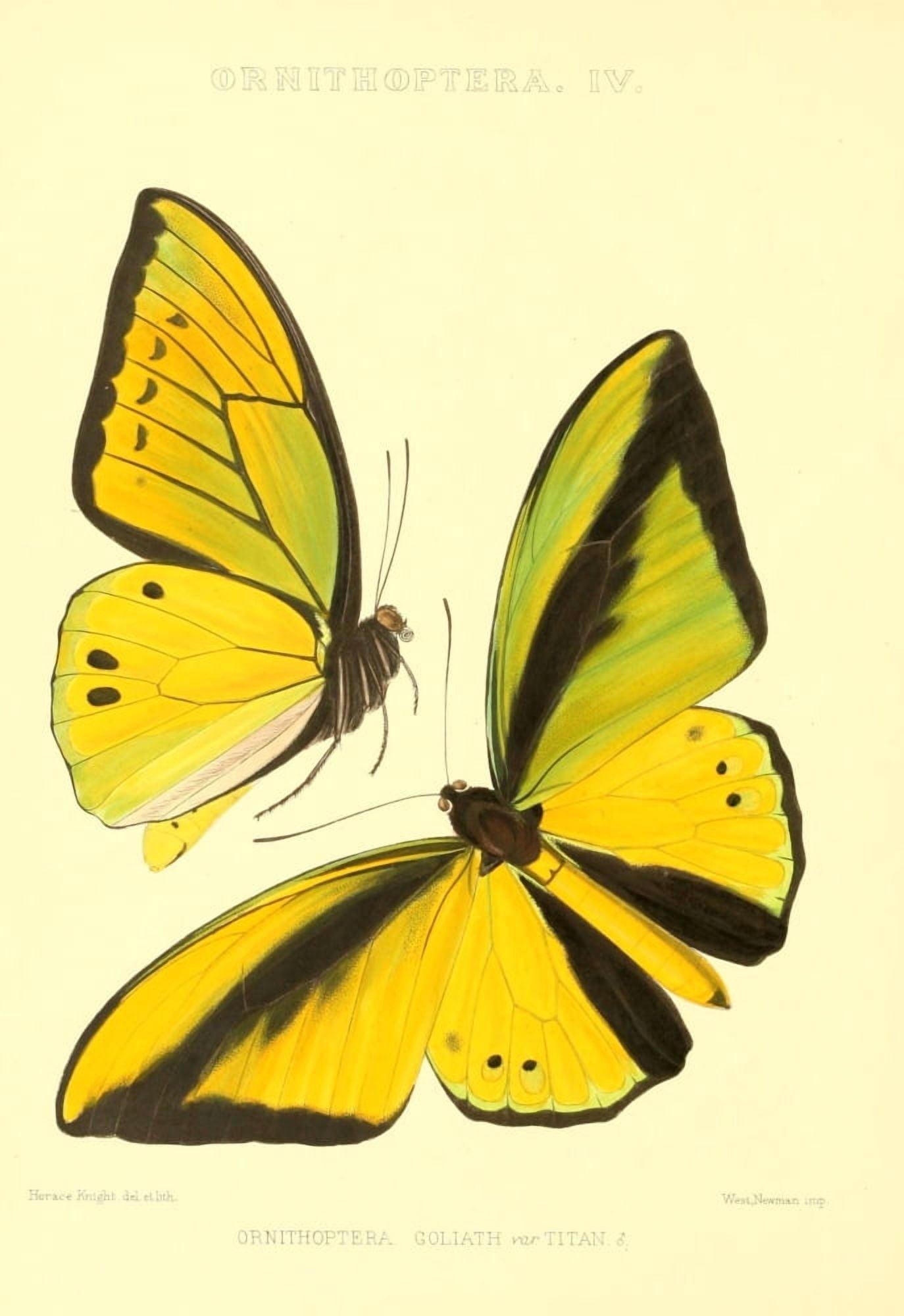 Rhopalocera Exotica 1887 Goliath Canvas Art - Horace Knight (18 x 24)