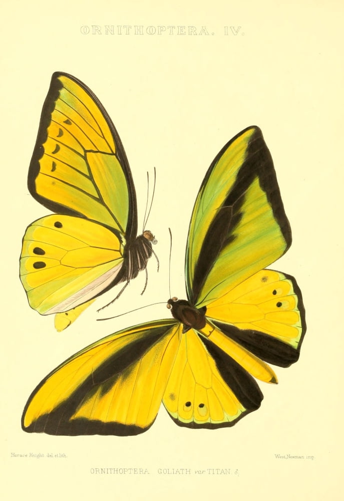 Rhopalocera Exotica 1887 Goliath Canvas Art - Horace Knight (24 x 36)