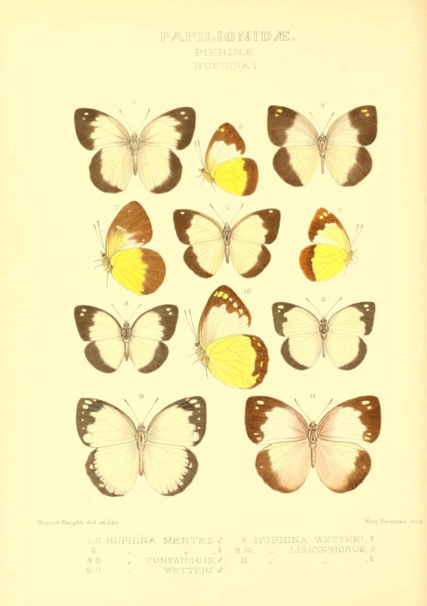 Rhopalocera Exotica 1887 Huphina 1 Canvas Art - Horace Knight (18 x 24)