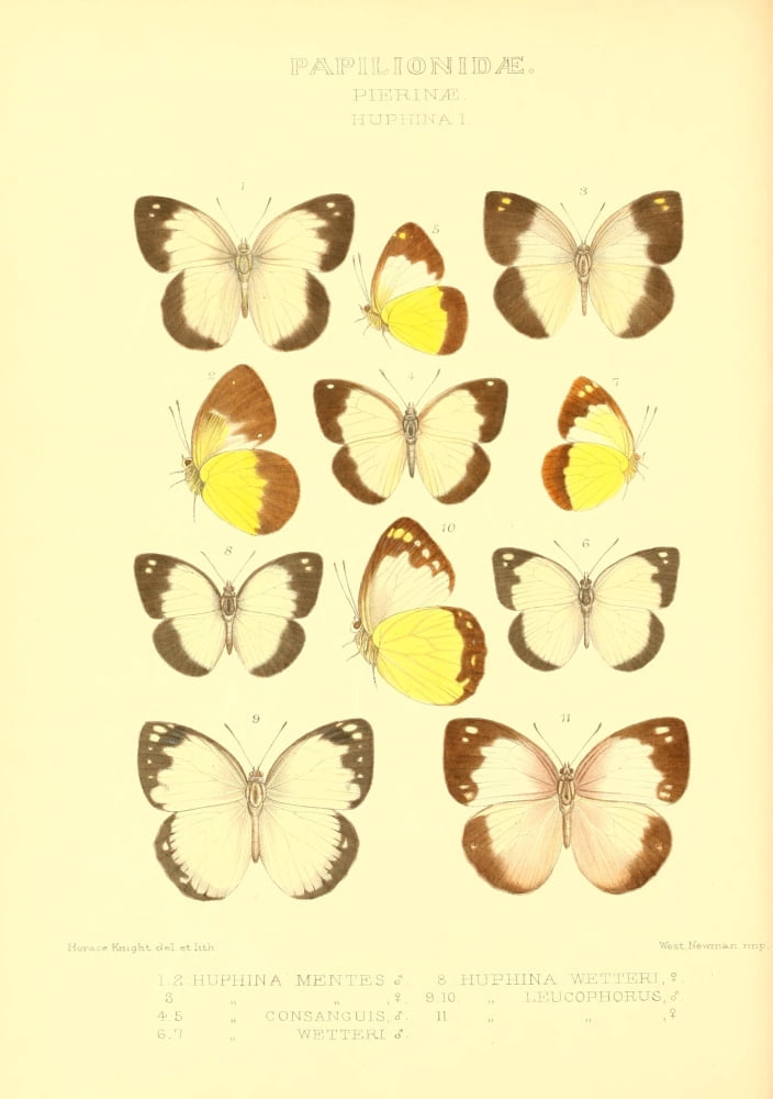 Rhopalocera Exotica 1887 Huphina 1 Canvas Art - Horace Knight (24 x 36)