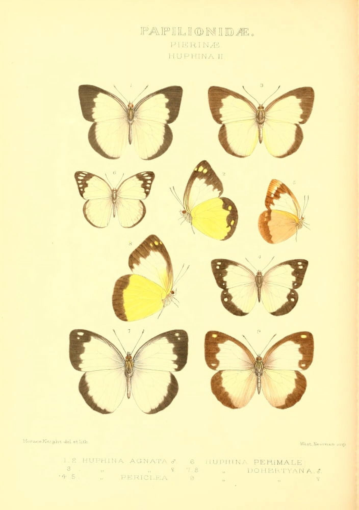 Rhopalocera Exotica 1887 Huphina 2 Canvas Art - Horace Knight (18 x 24)