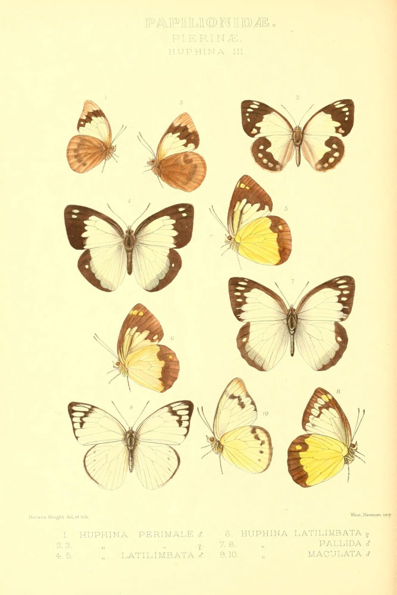 Rhopalocera Exotica 1887 Huphina 3 Canvas Art - Horace Knight (18 x 24)