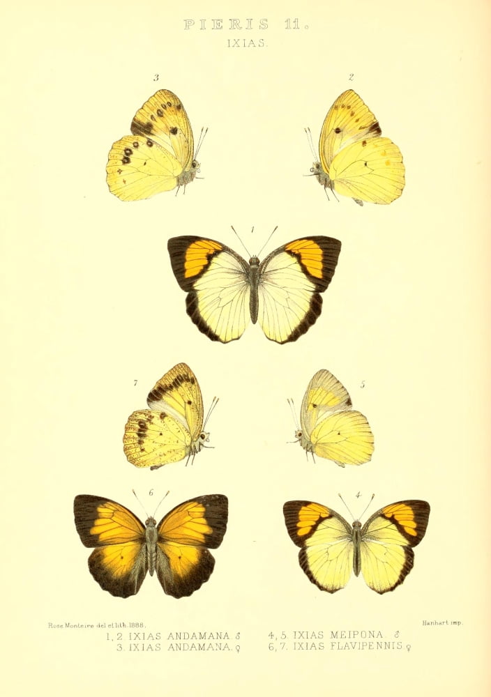 Rhopalocera Exotica 1887 Ixias Canvas Art - Rose Monteiro (18 x 24)