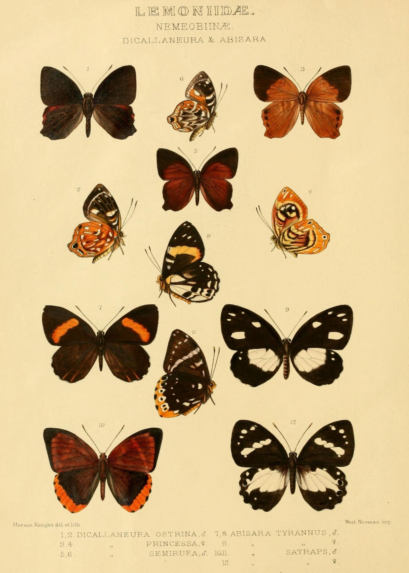 Rhopalocera Exotica 1887 Lemoniidae 1 Canvas Art - Horace Knight (18 x 24)