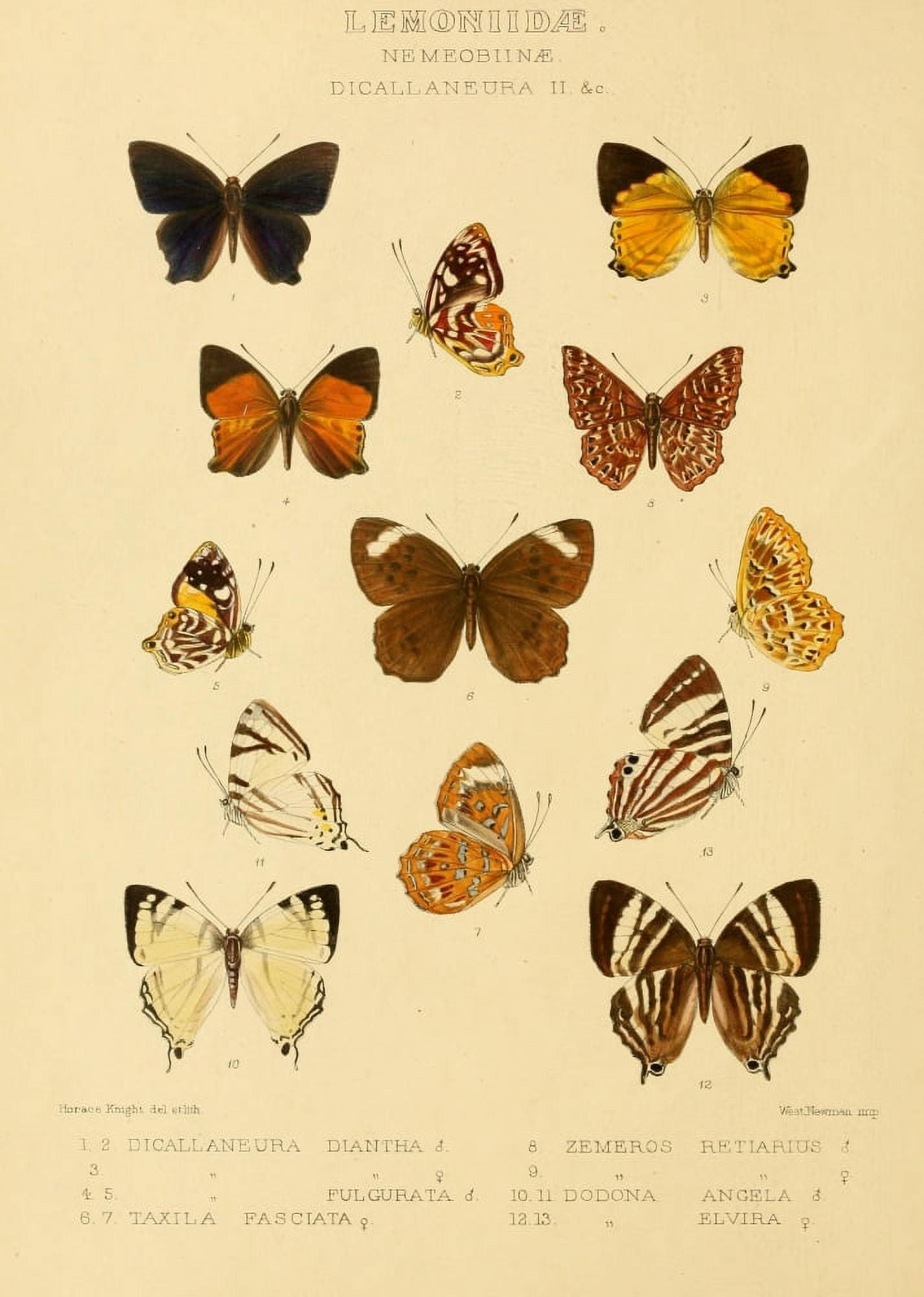 Rhopalocera Exotica 1887 Lemoniidae 2 Canvas Art - Horace Knight (18 x 24)