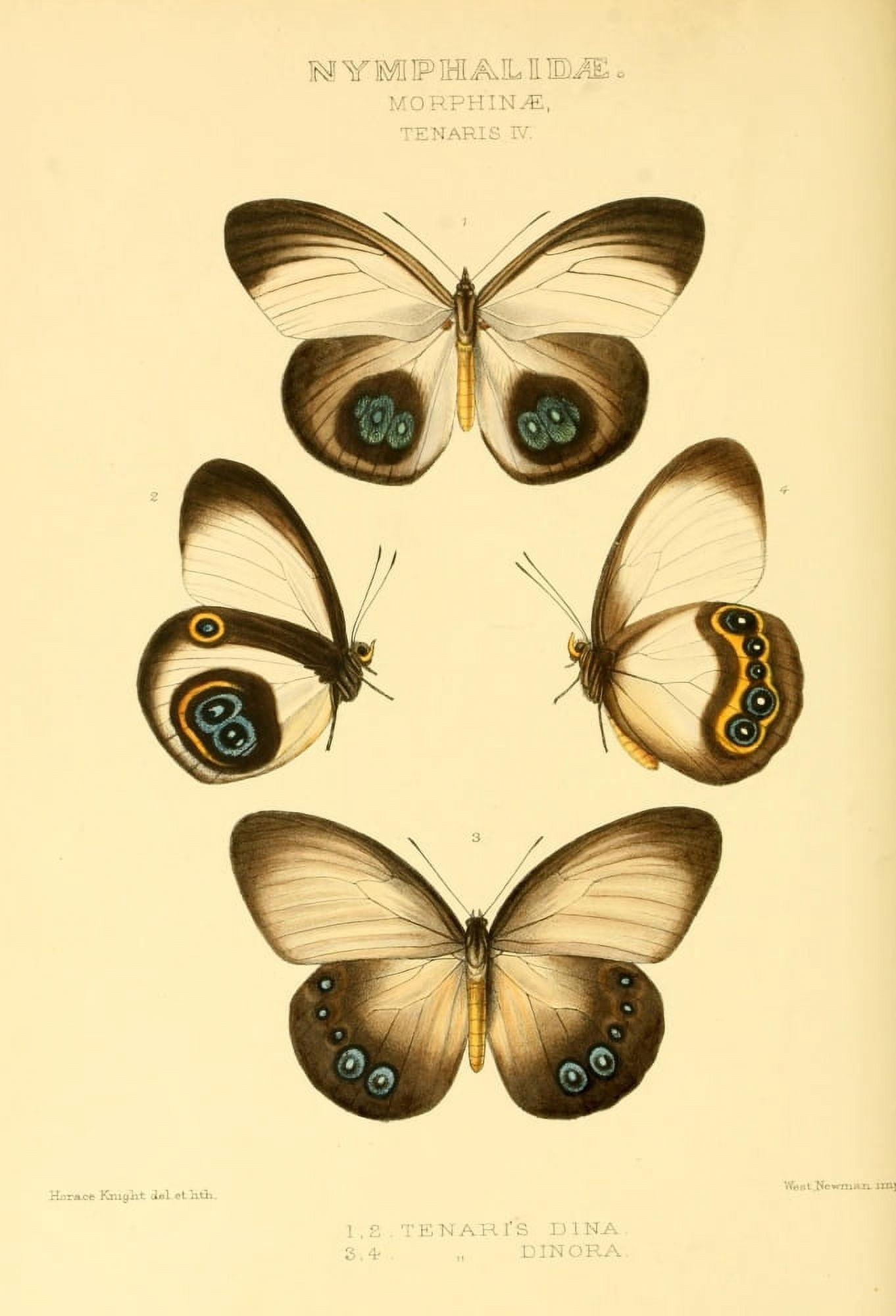 Rhopalocera Exotica 1887 Morphinae Canvas Art - Horace Knight (24 x 36)