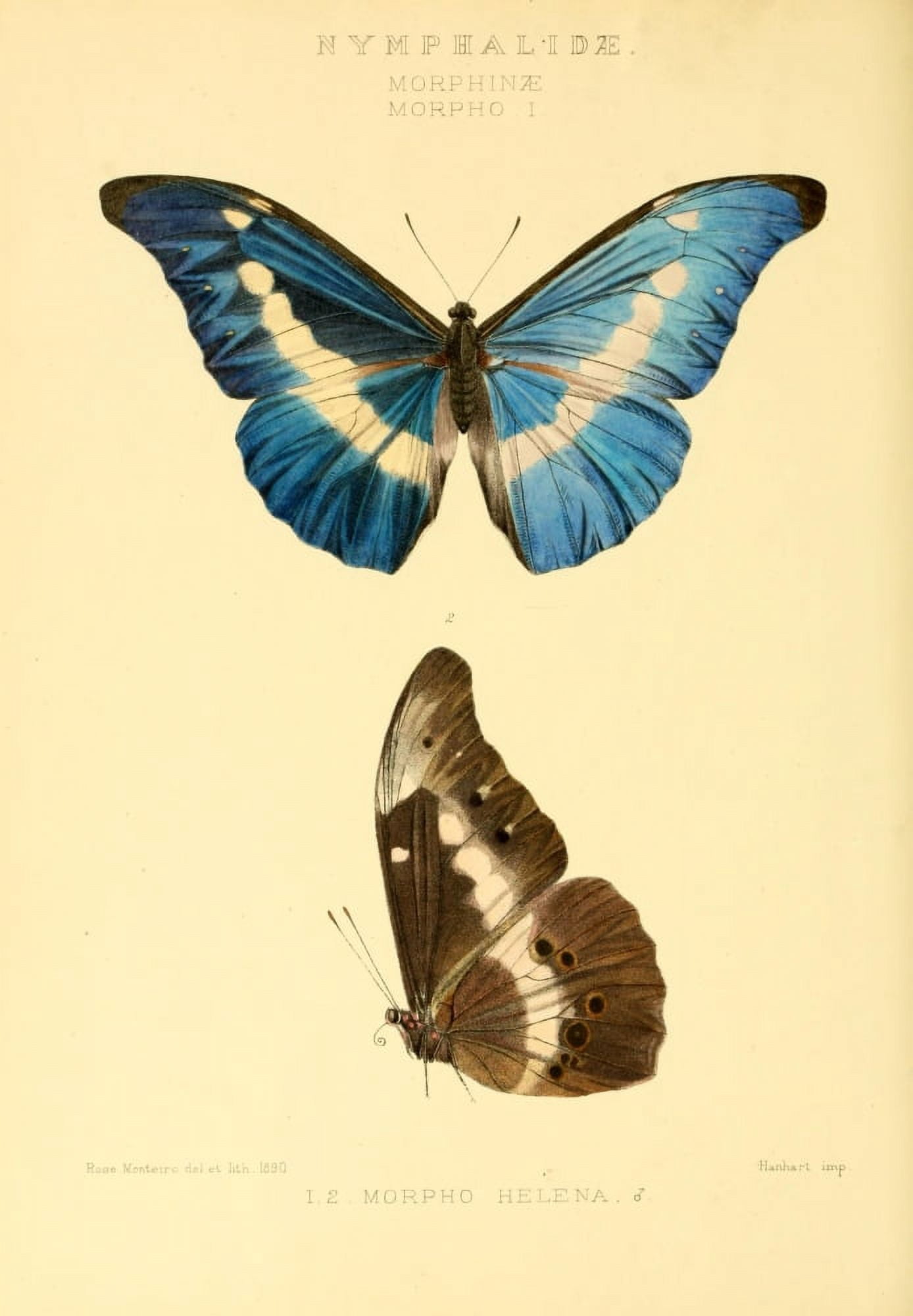 Rhopalocera Exotica 1887 Morphinae Canvas Art - Rose Monteiro (18 x 24)