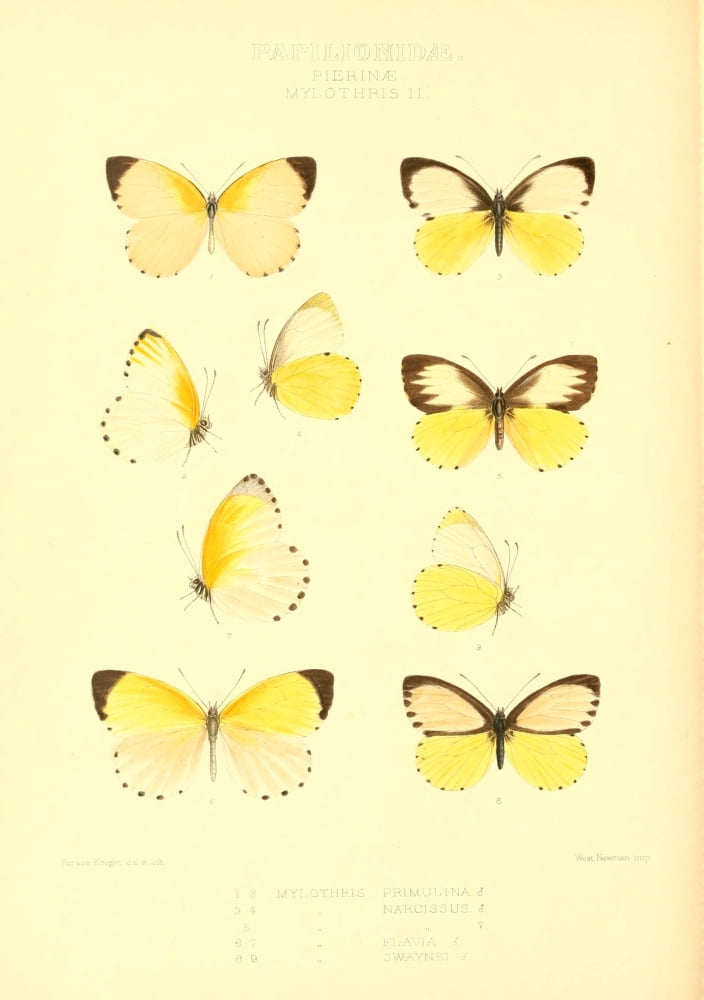 Rhopalocera Exotica 1887 Mylothris 2 Canvas Art - Horace Knight (18 x 24)