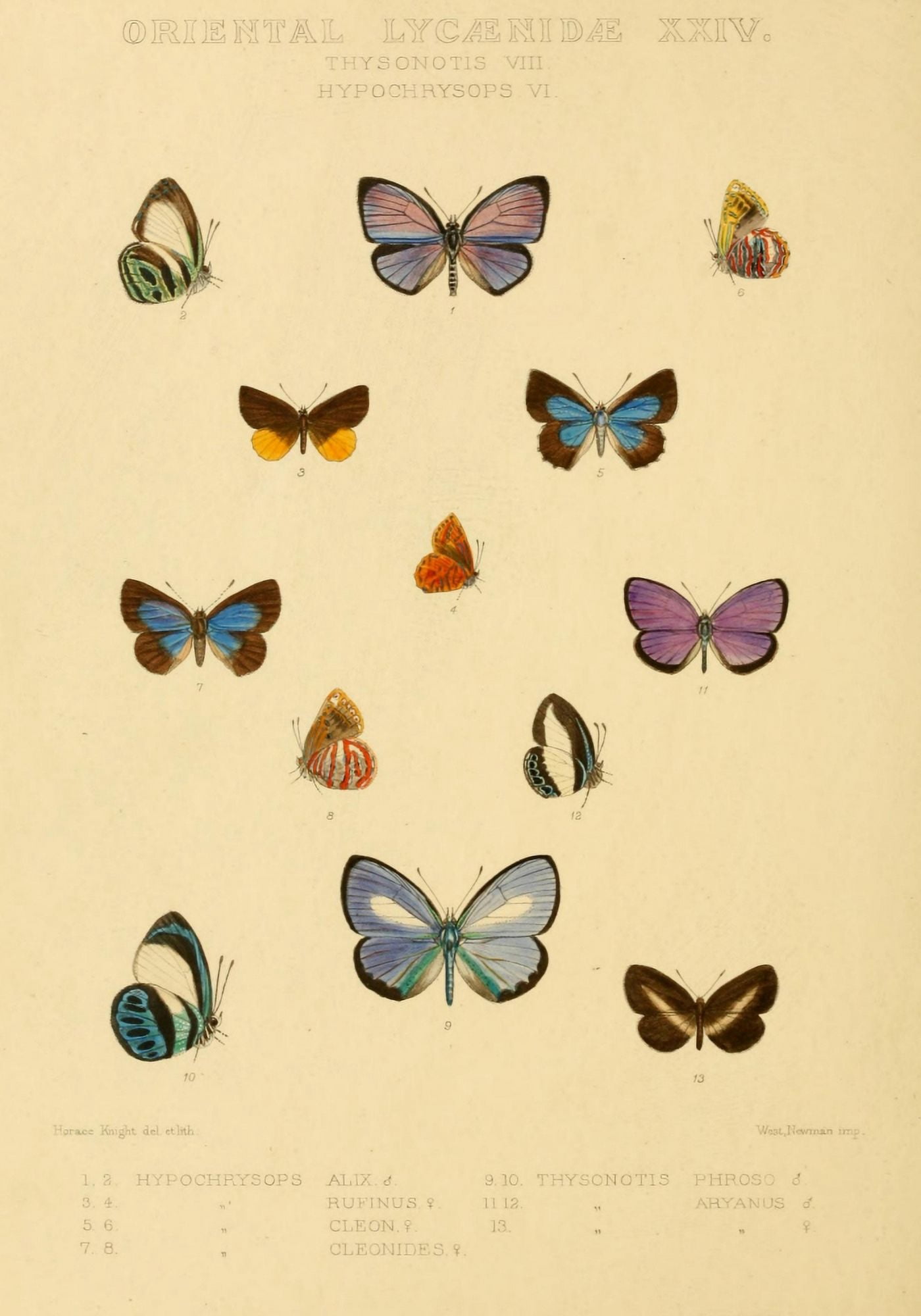 Rhopalocera Exotica 1887 Oriental Lycaenidae 1 Canvas Art - Horace Knight (24 x 36)