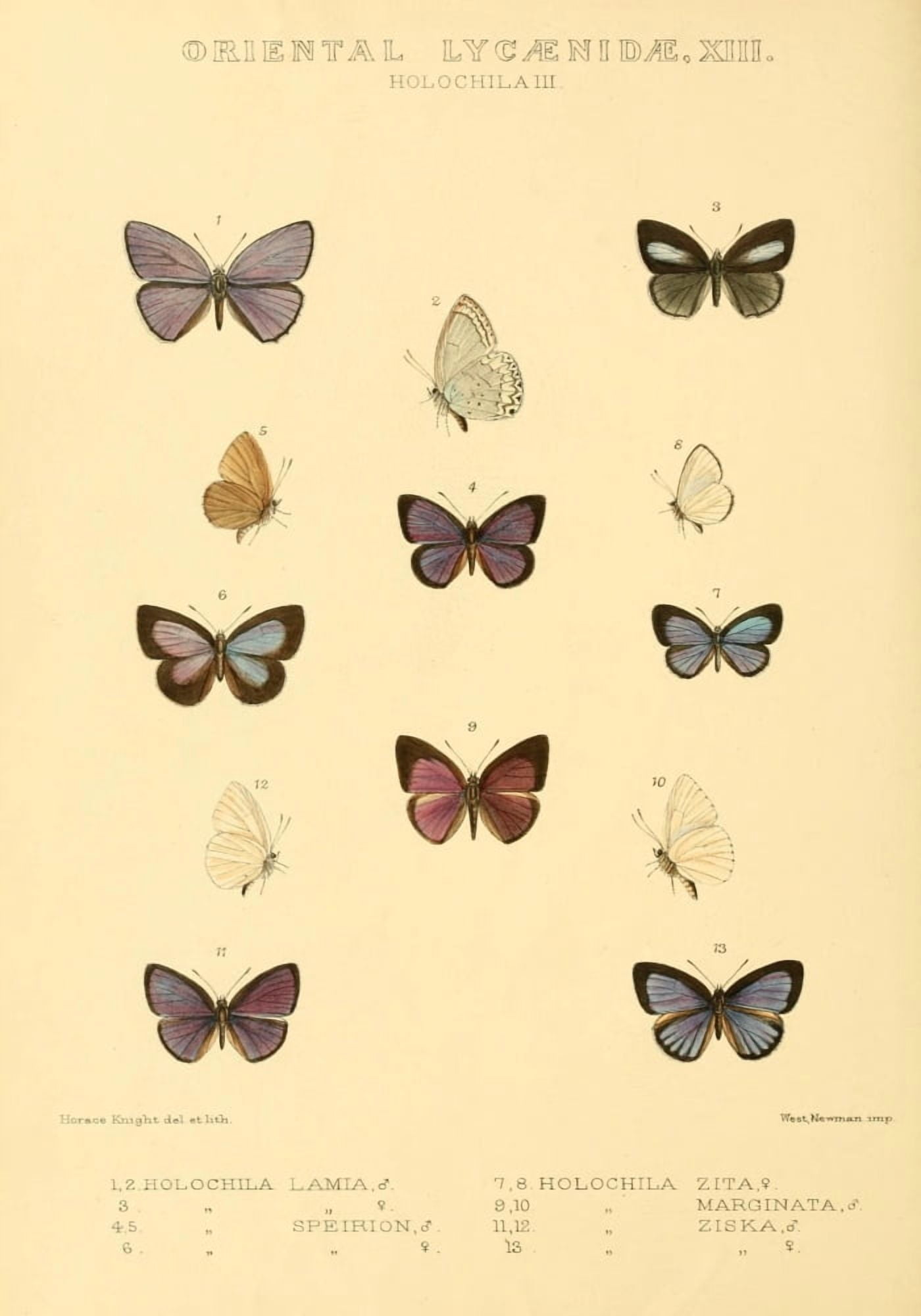 Rhopalocera Exotica 1887 Oriental Lycaenidae 10 Canvas Art - Horace Knight (24 x 36)