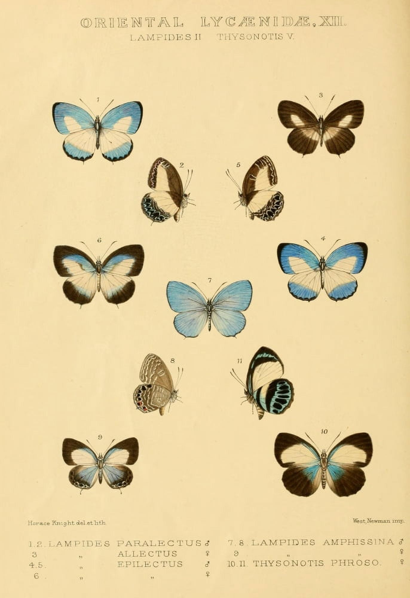 Rhopalocera Exotica 1887 Oriental Lycaenidae 11 Canvas Art - Horace Knight (18 x 24)