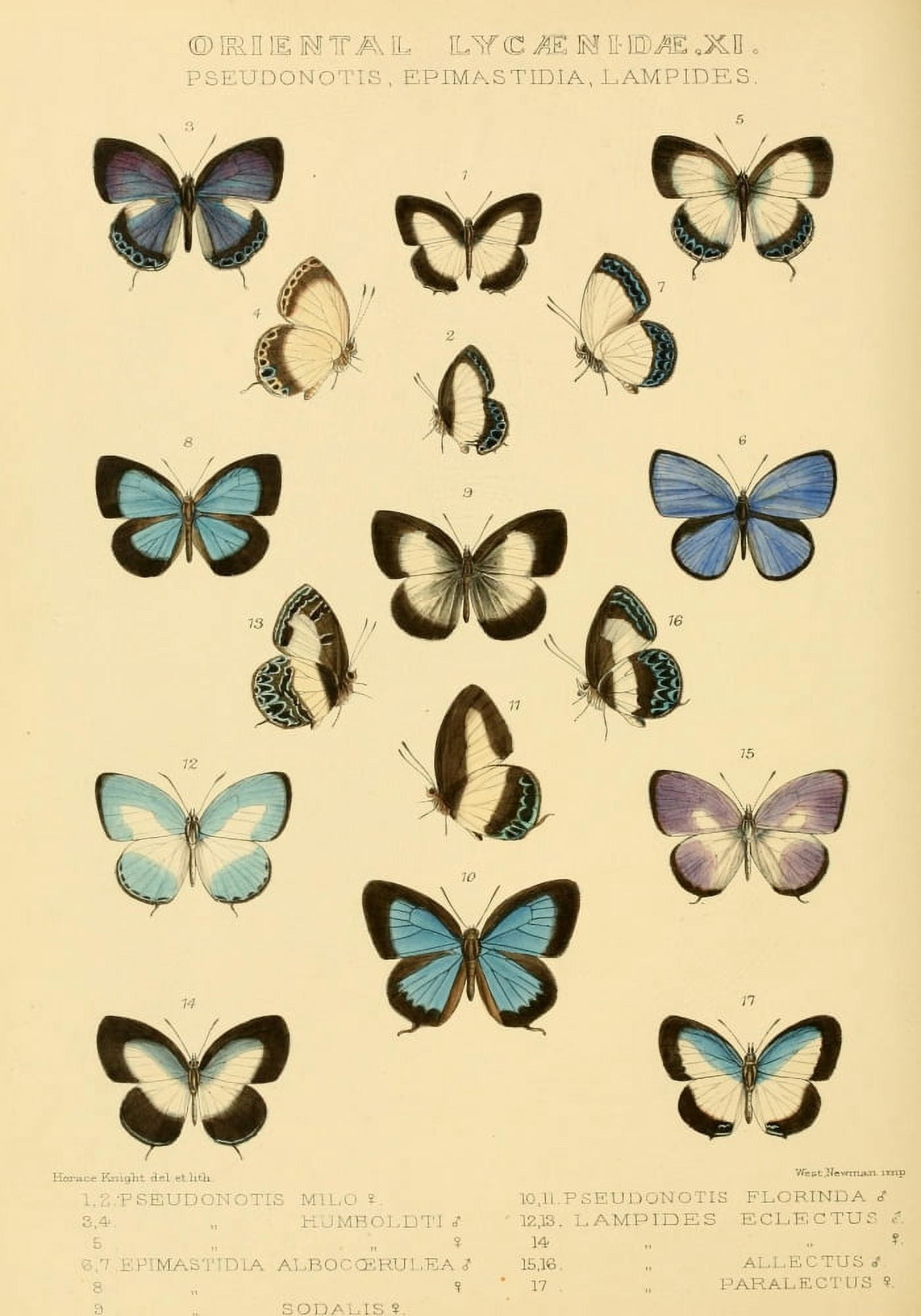 Rhopalocera Exotica 1887 Oriental Lycaenidae 12 Canvas Art - Horace Knight (18 x 24)
