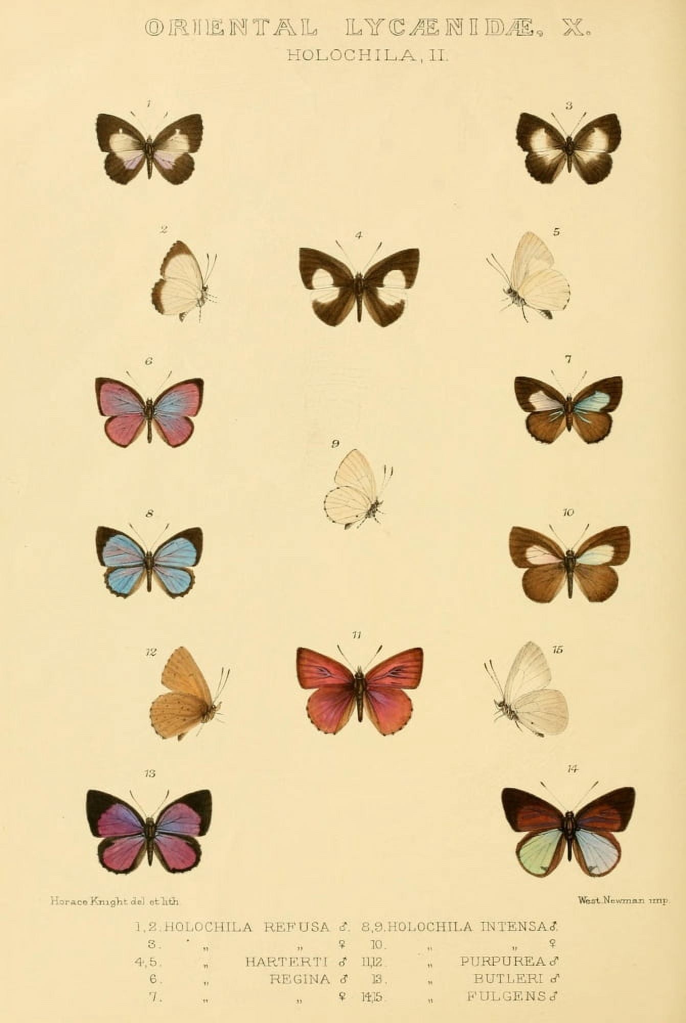 Rhopalocera Exotica 1887 Oriental Lycaenidae 13 Canvas Art - Horace Knight (18 x 24)