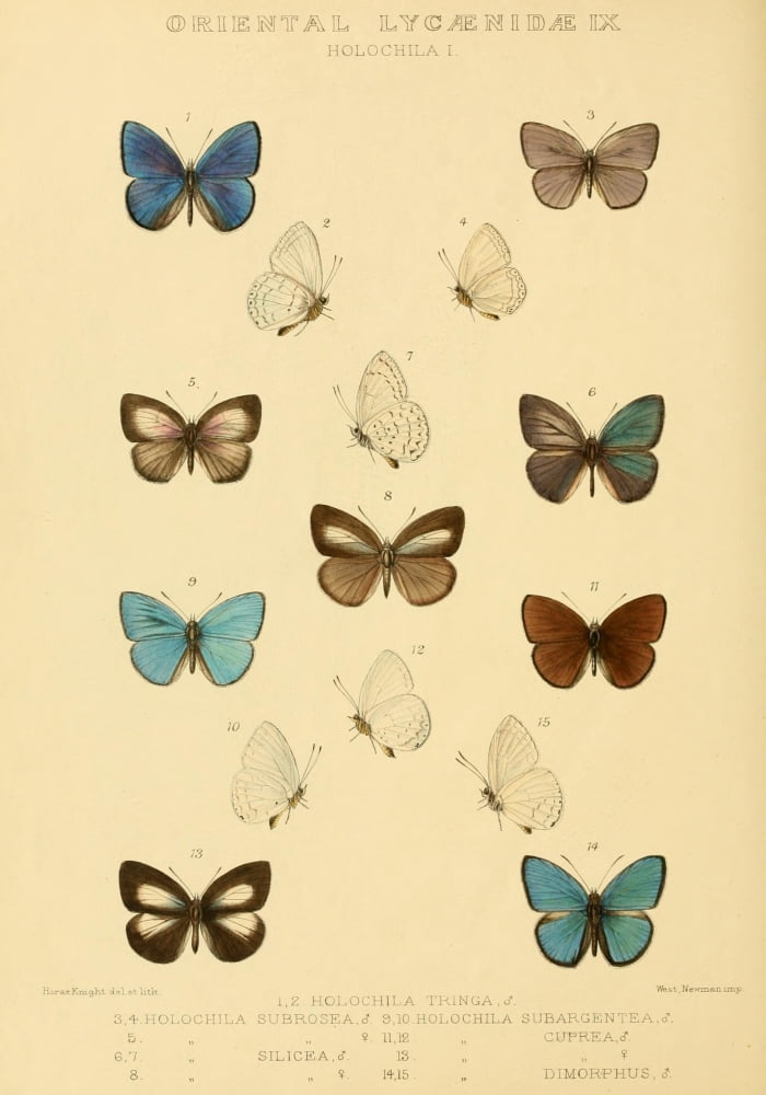 Rhopalocera Exotica 1887 Oriental Lycaenidae 14 Canvas Art - Horace Knight (18 x 24)