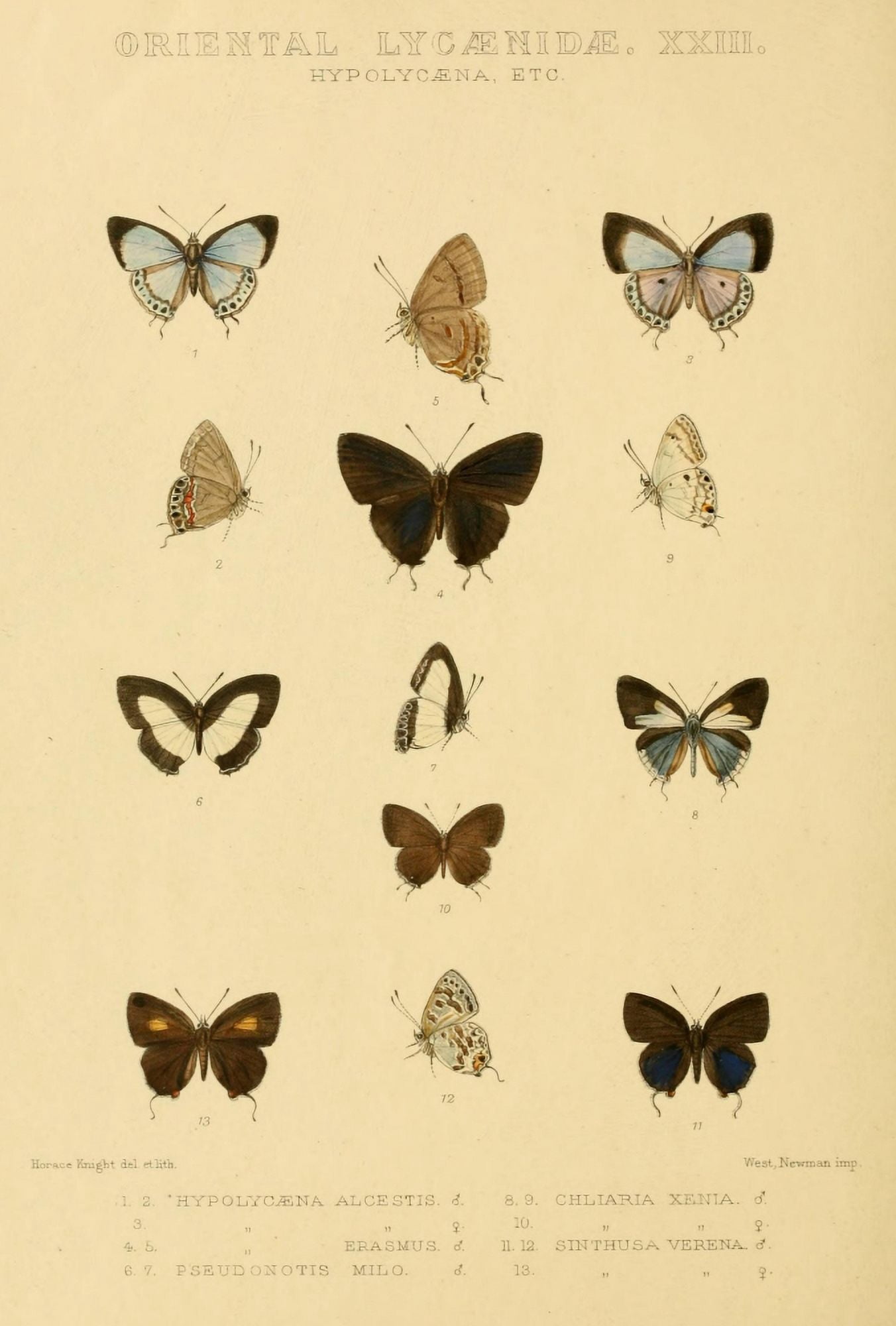 Rhopalocera Exotica 1887 Oriental Lycaenidae 2 Canvas Art - Horace Knight (18 x 24)