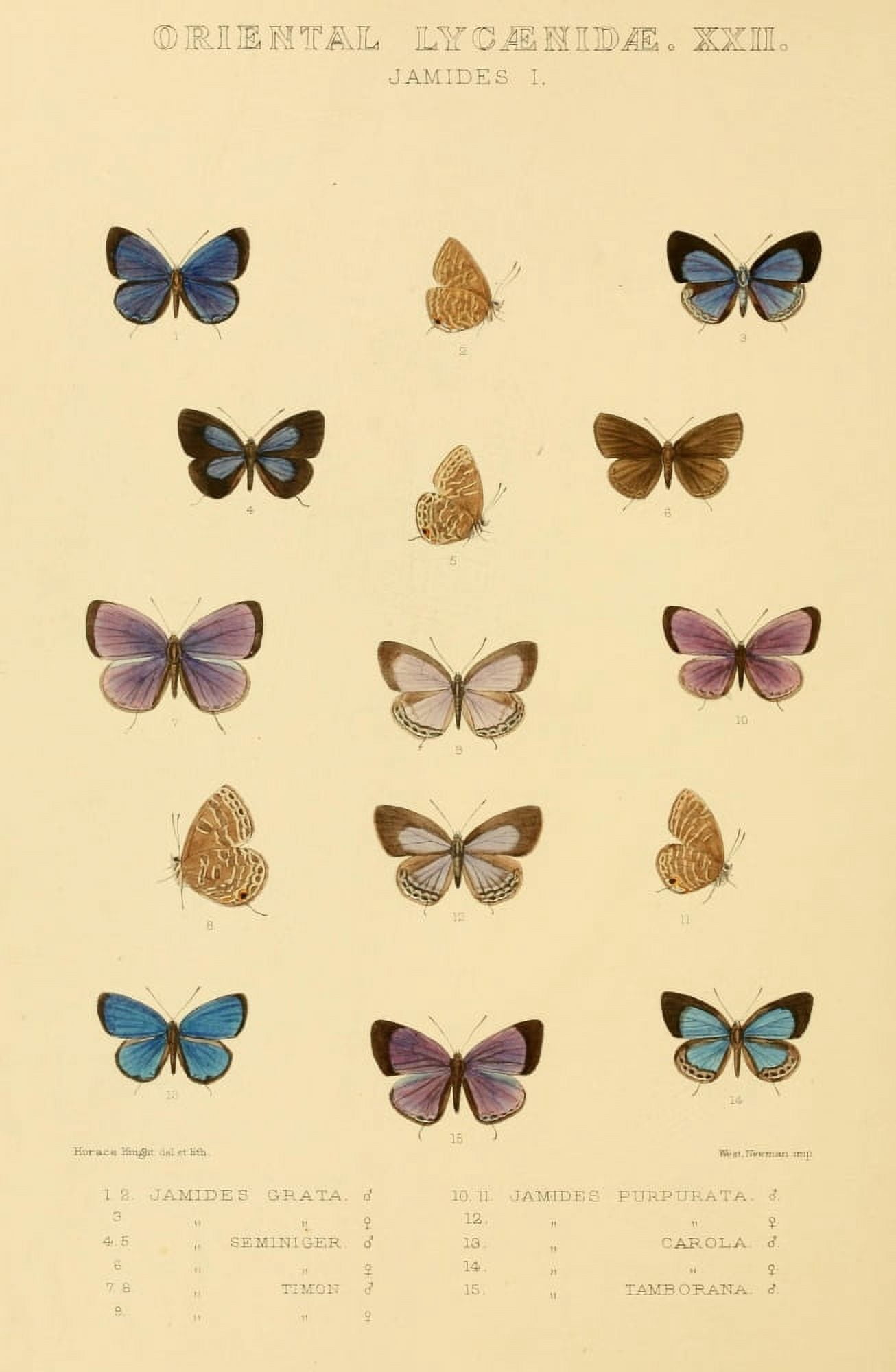 Rhopalocera Exotica 1887 Oriental Lycaenidae 3 Canvas Art - Horace Knight (18 x 24)