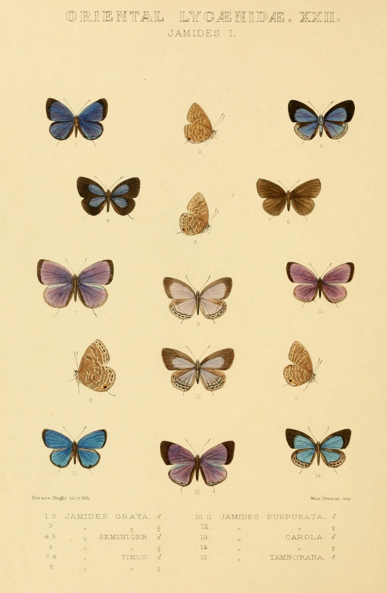 Rhopalocera Exotica 1887 Oriental Lycaenidae 3 Canvas Art - Horace Knight (24 x 36)
