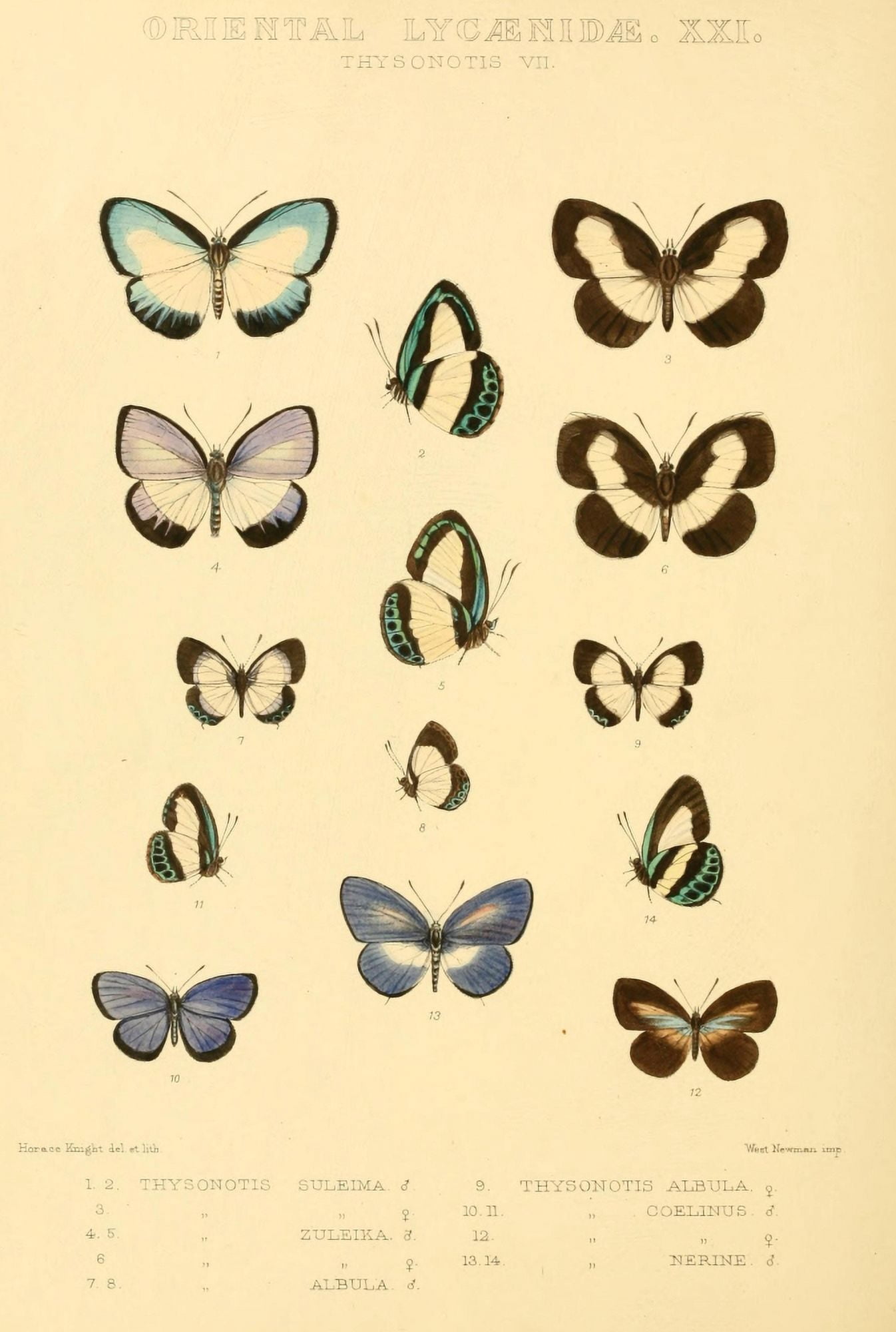 Rhopalocera Exotica 1887 Oriental Lycaenidae 4 Canvas Art - Horace Knight (24 x 36)