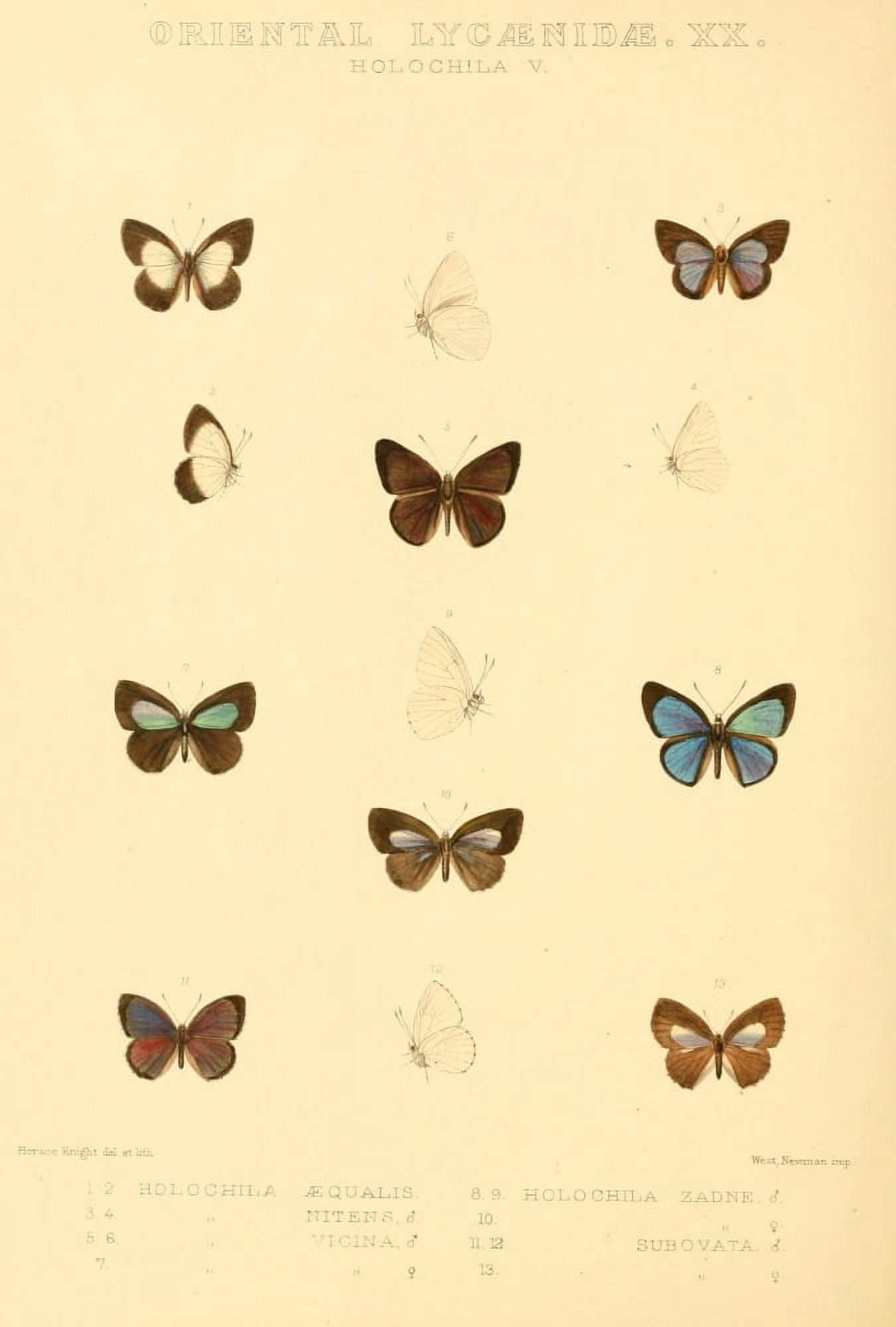 Rhopalocera Exotica 1887 Oriental Lycaenidae 5 Canvas Art - Horace Knight (18 x 24)