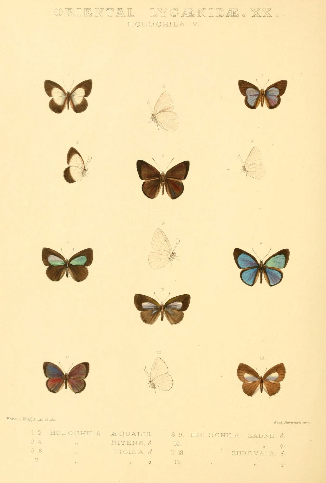 Rhopalocera Exotica 1887 Oriental Lycaenidae 5 Canvas Art - Horace Knight (24 x 36)