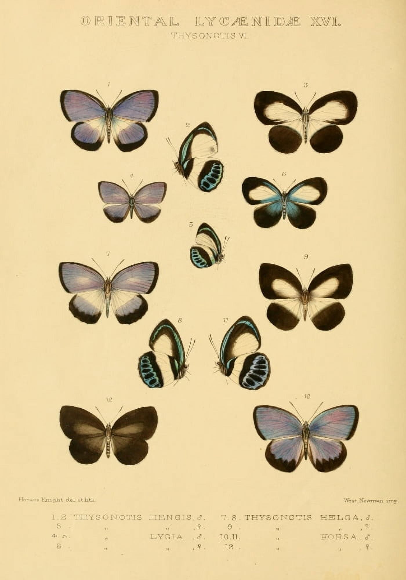 Rhopalocera Exotica 1887 Oriental Lycaenidae 6 Canvas Art - Horace Knight (18 x 24)