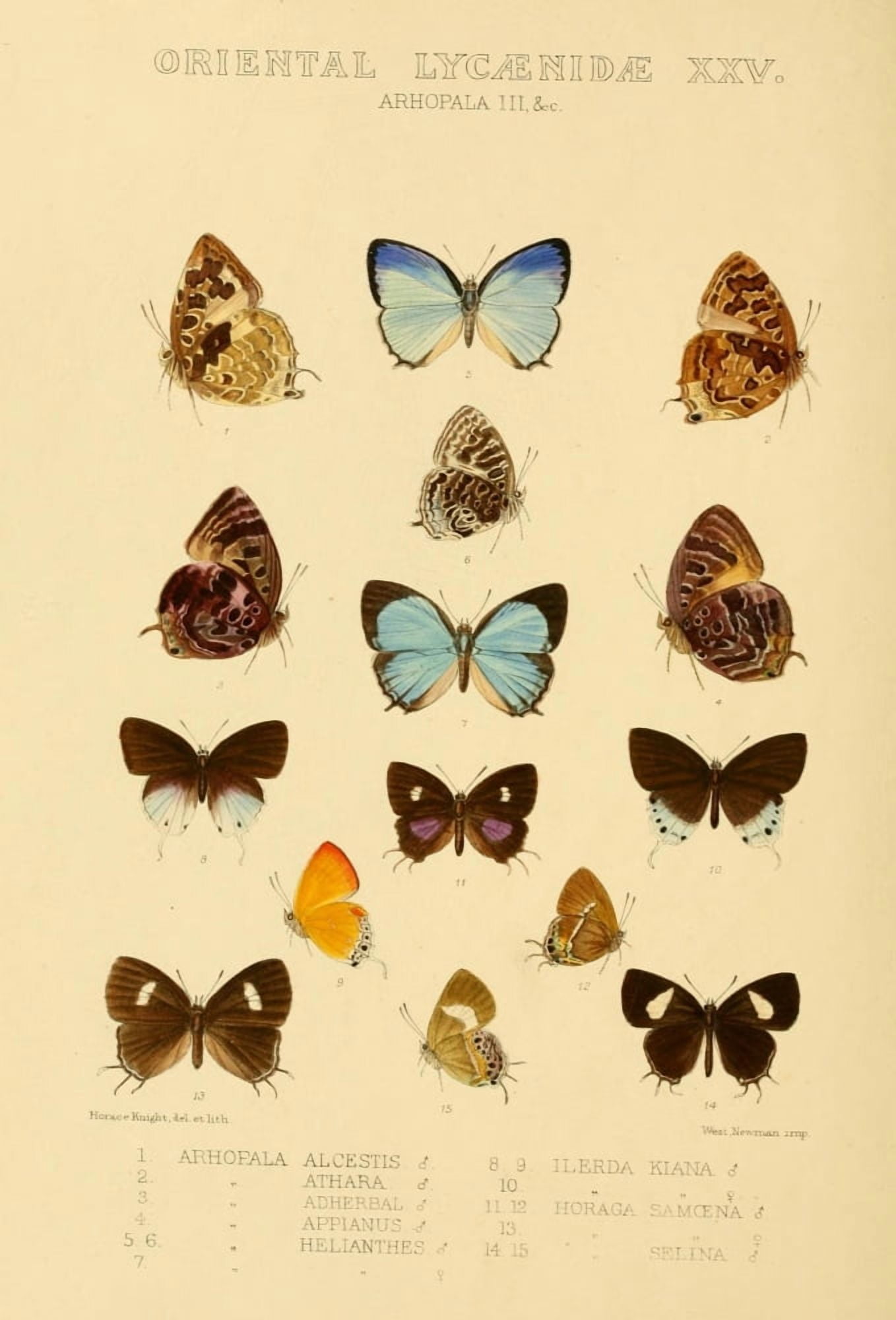 Rhopalocera Exotica 1887 Oriental Lycaenidae 7 Canvas Art - Horace Knight (18 x 24)