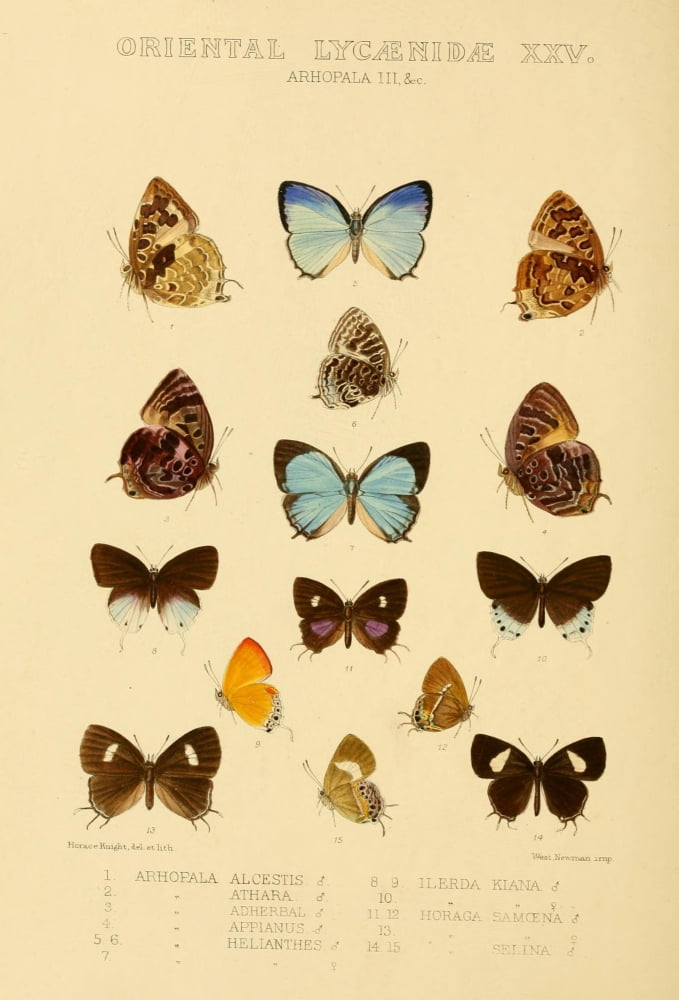 Rhopalocera Exotica 1887 Oriental Lycaenidae 7 Canvas Art - Horace Knight (24 x 36)