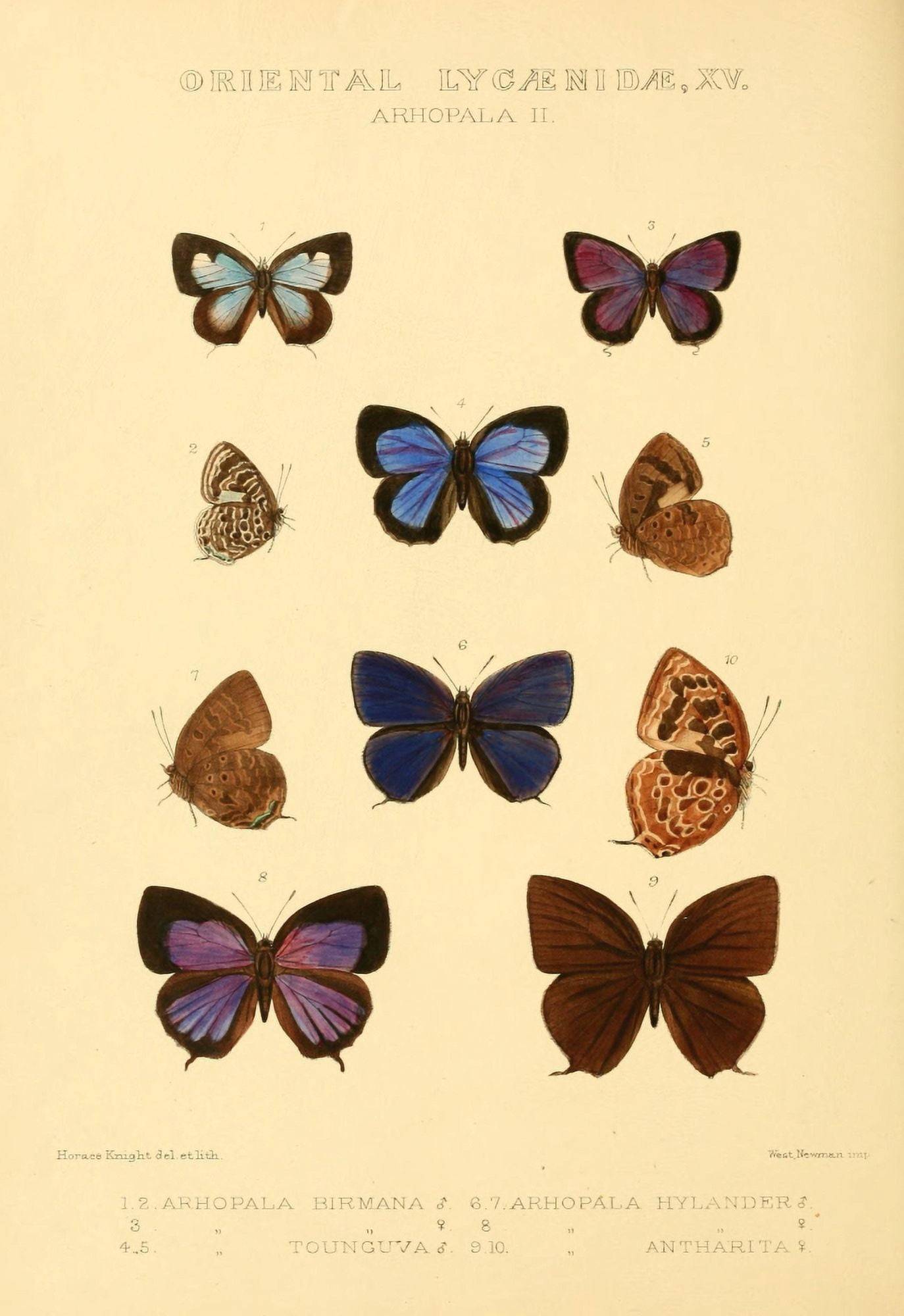 Rhopalocera Exotica 1887 Oriental Lycaenidae 8 Canvas Art - Horace Knight (18 x 24)