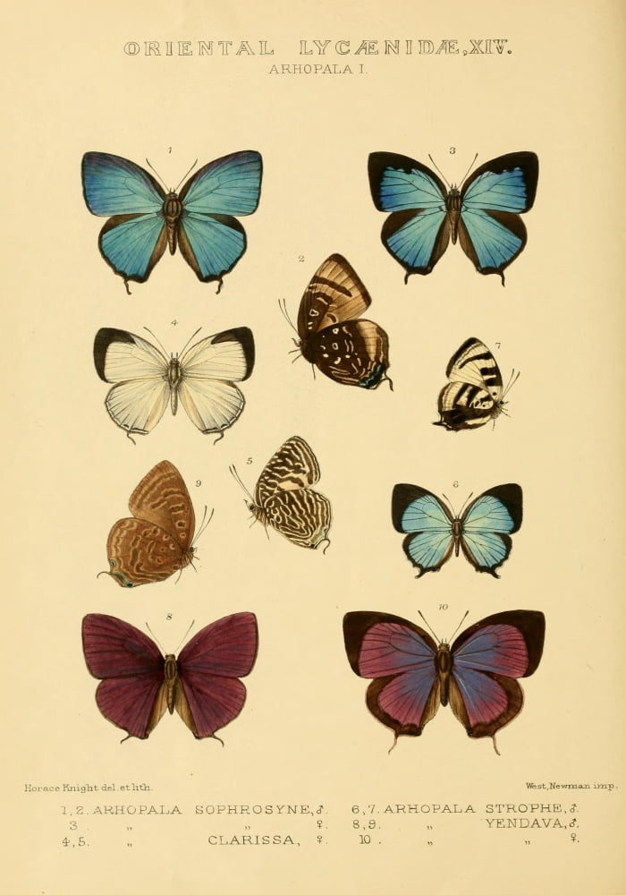 Rhopalocera Exotica 1887 Oriental Lycaenidae 9 Canvas Art - Horace Knight (24 x 36)