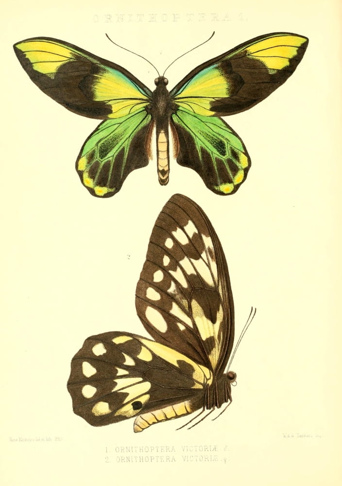 Rhopalocera Exotica 1887 Ornithoptera Victoriae Canvas Art - Rose Monteiro (24 x 36)