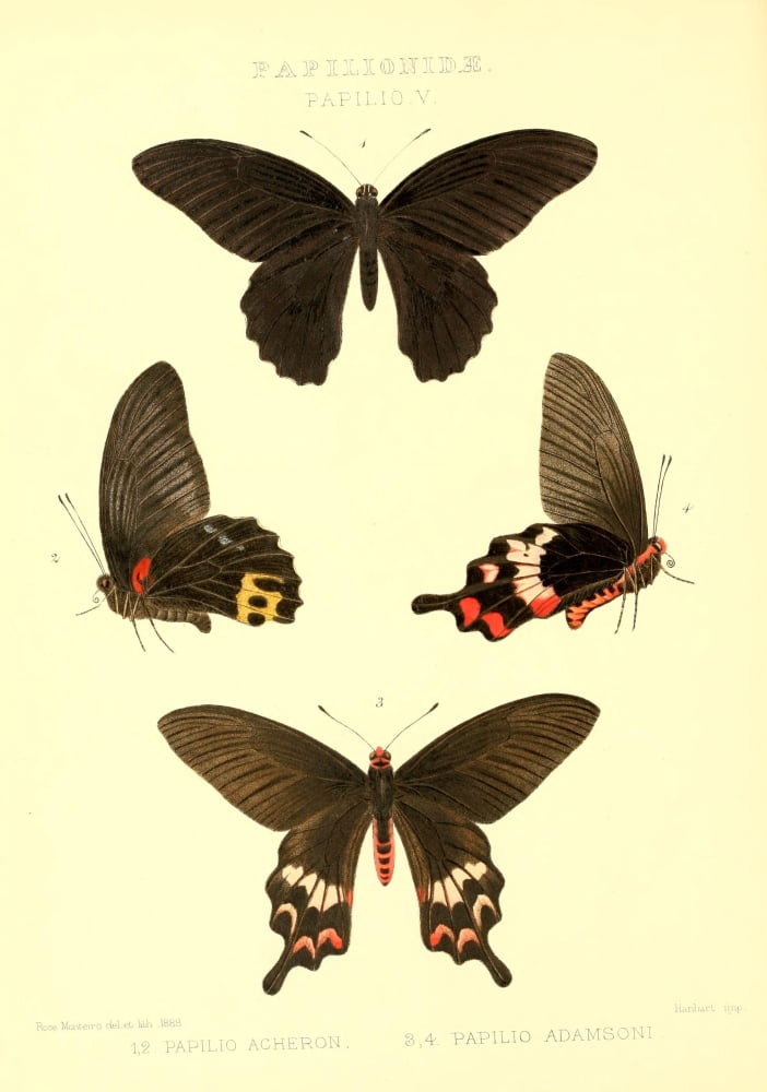 Rhopalocera Exotica 1887 Papilio Acheron Canvas Art - Rose Monteiro (18 x 24)
