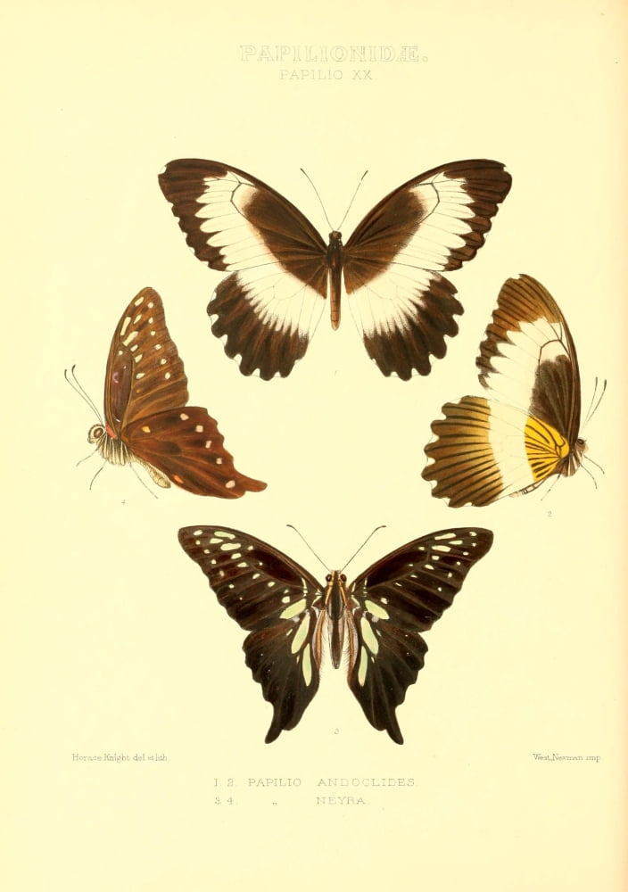 Rhopalocera Exotica 1887 Papilio Andoclides Canvas Art - Horace Knight (24 x 36)