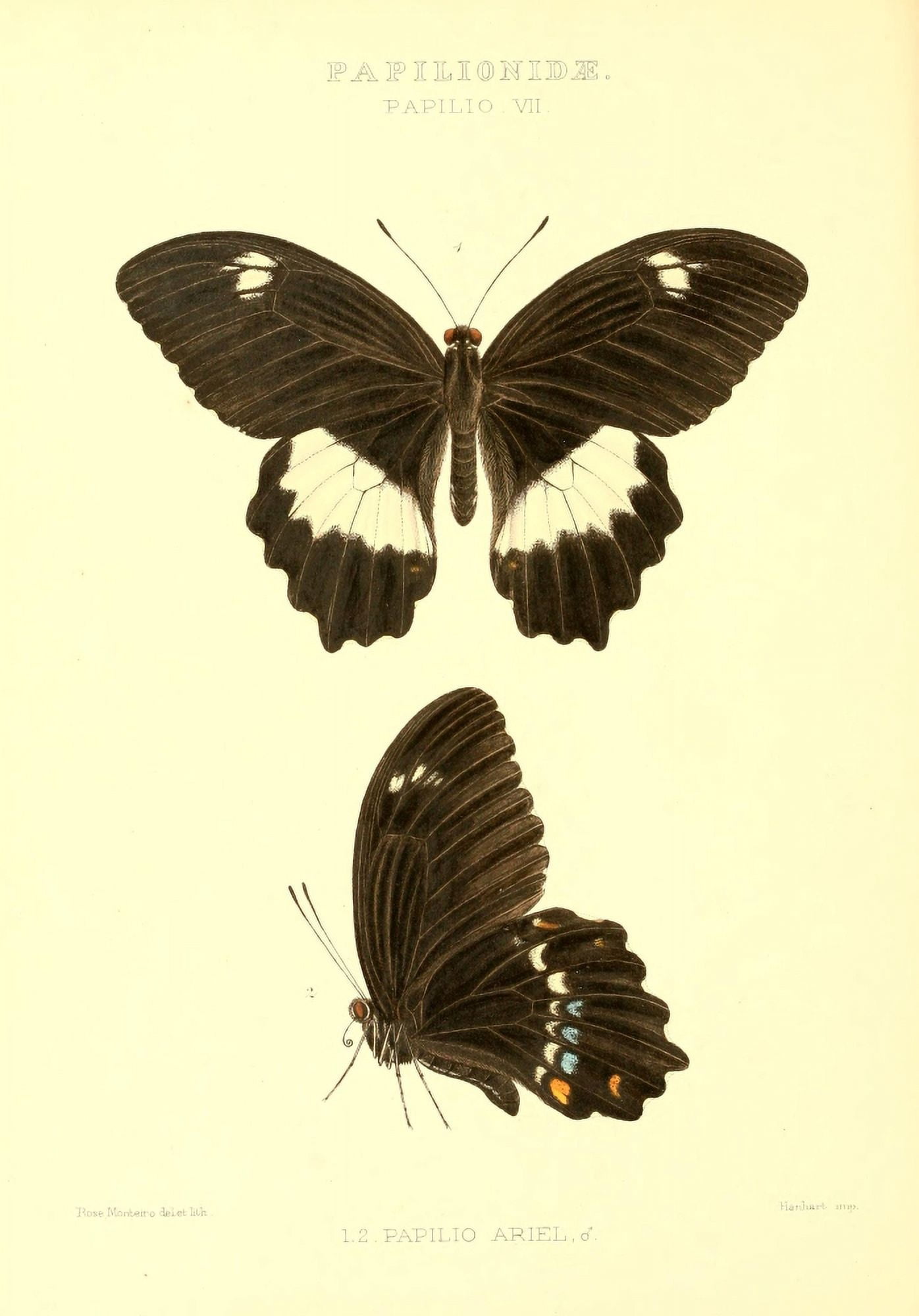 Rhopalocera Exotica 1887 Papilio Ariel Canvas Art - Rose Monteiro (18 x 24)