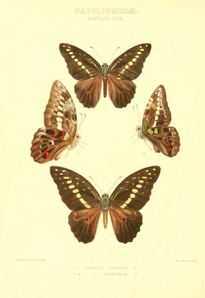 Rhopalocera Exotica 1887 Papilio Browni Canvas Art - Horace Knight (18 x 24)