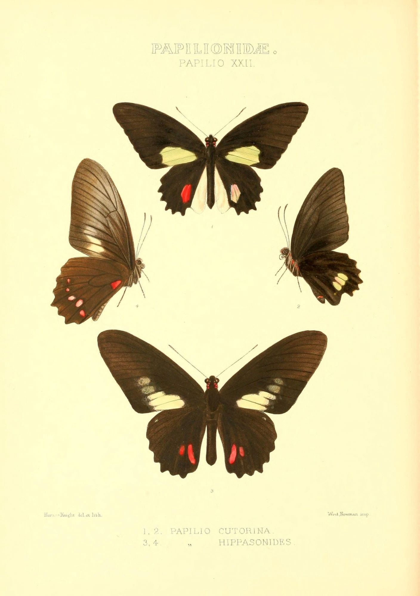 Rhopalocera Exotica 1887 Papilio Cutorina Canvas Art - Horace Knight (24 x 36)